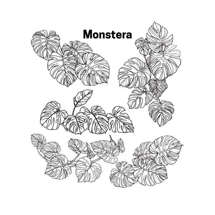 Monstera Bent Big Honeycomb