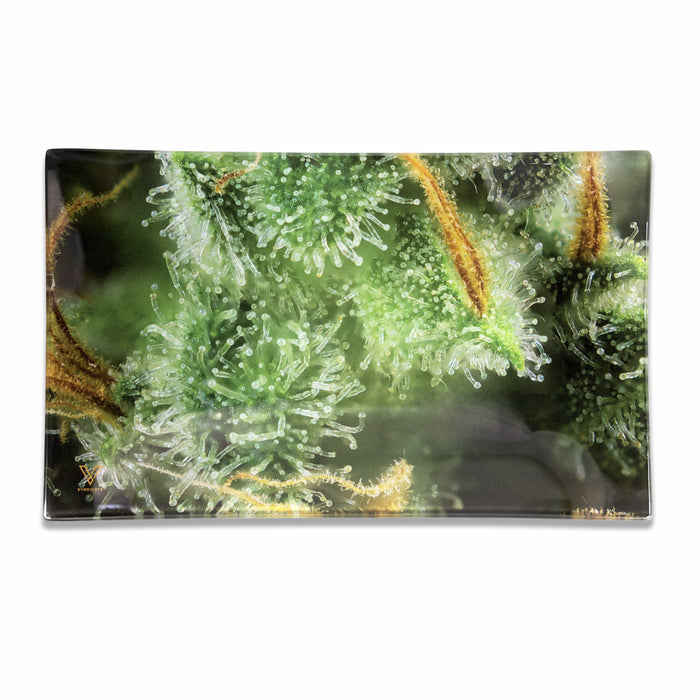 Tricomb Jungle Glass Tray